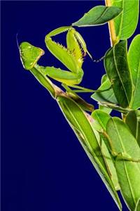 The Praying Mantis Journal