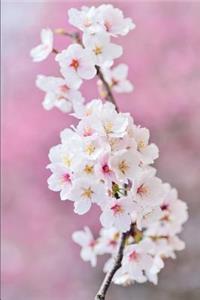 Cherry Blossoms