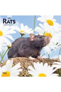 Rats 2021 Square