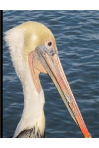 California Brown Pelican Low Vision Lined Paper Composition Notebook: Volume 6 (Pacific Coast Bird Series)