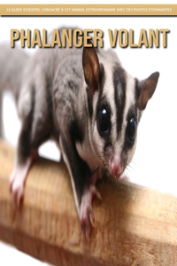 Phalanger Volant