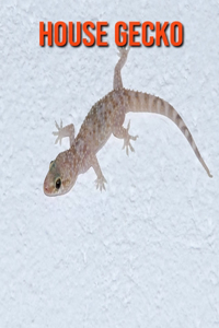 House Gecko
