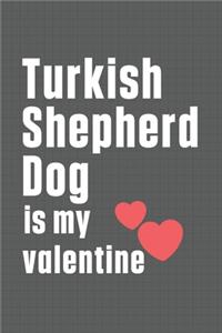 Turkish Shepherd Dog is my valentine