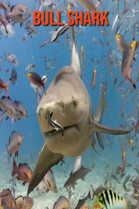 Bull Shark