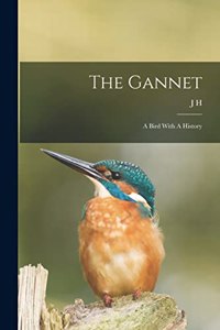 The Gannet