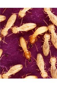 Insect School Composition Book Termites Feed Entomology