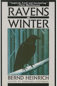 Ravens in Winter