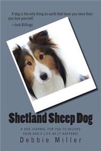 Shetland Sheep Dog