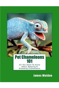 Pet Chameleons 101