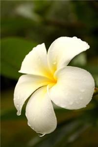 Frangipani Tropical Flower Journal
