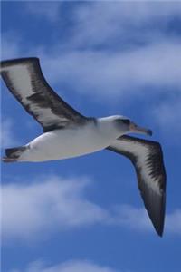 Awesome Black-Browed Albatross Falkland Islands Seabird Portrait Journal