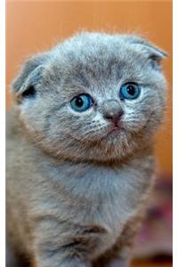 Cat's Eyes Journal