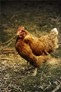 Chickens (Journal / Notebook)
