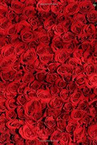 Massive Bed of Red Roses Journal