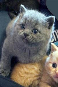 British Shorthair Kitten Journal