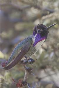 Hummingbird Journal