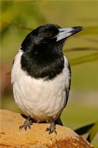 Black and White Butcherbird Journal