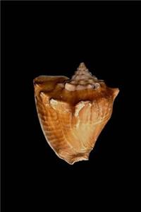 Shell Notebook