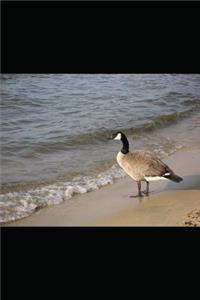 escuela para suegros 3 la mision