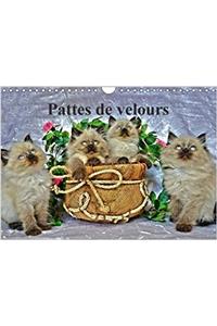 Pattes De Velours 2018