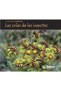 Las Crías de Los Insectos