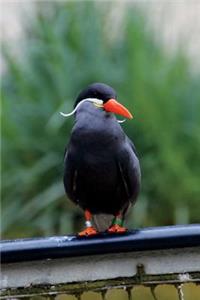 Inca Tern Journal