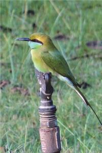 Green Bee-Eater (Merops Orientalis) Bird Journal