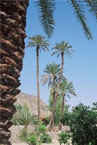Desert Oasis in Egypt Journal