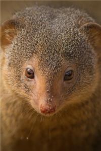 Mongoose Animal Journal