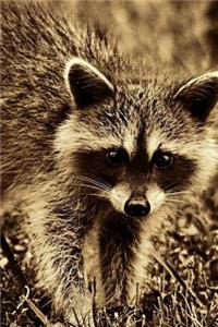 Raccoon