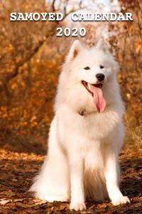 Samoyed Calendar 2020