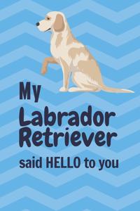 My Labrador Retriever said HELLO to you
