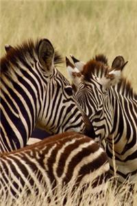 Zebras in Africa Journal