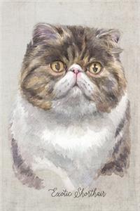 Exotic Shorthair Cat Portrait Notebook