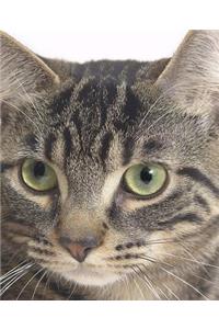 School Composition Book Tiger Cat Face Photo 200 Pages