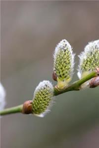 Pussy Willow Close Up Shot Journal