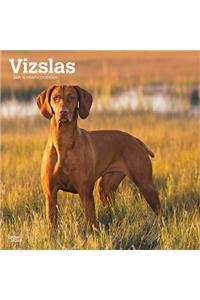Vizslas 2021 Square