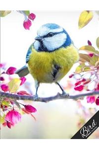 Bird Notebook Collection
