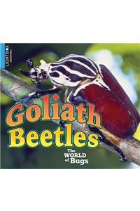 Goliath Beetles