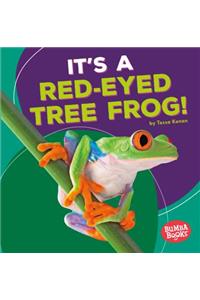 It's a Red-Eyed Tree Frog!