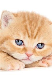 British Shorthair Kitten Autumn Notebook & Journal. Productivity Work Planner & Idea Notepad