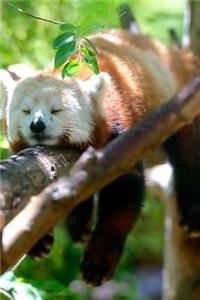 Mind Blowing Cute Little Red Panda Sleeping 150 Page lined journal