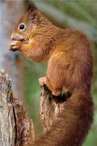 Red Squirrel Eating a Hazelnut Journal: 150 Page Lined Notebook/Diary