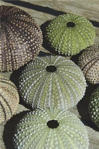 Colorful Sea Urchin Shells Journal