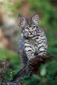 Darling Little Bobcat Kitten Journal