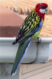 A Gorgeous Eastern Rosella Bird Journal