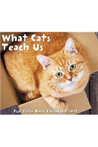 What Cats Teach Us 2019 Box Calendar