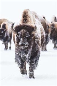 Bison American Buffalo Trudging Through the Snow Journal