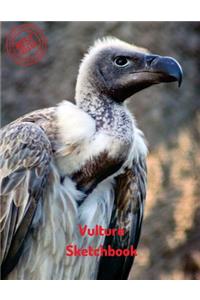Vulture Sketchbook