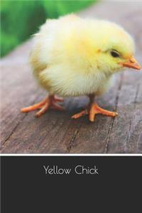 Yellow Chick